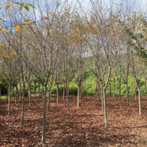 왕벚나무 B8cm 판매