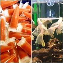 브라인쉬림프 튜브 80개1세트+중형급여통1개(브라인슈림프 부화 냉브 구피사료 열대어밥), 튜브 1세트+중형급여통(흰색망-쉬림프 통과)