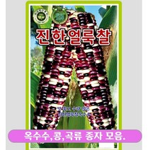 옥수수 콩 곡류 종자 모음, 27. 진한얼룩찰옥수수   2500립, 1개
