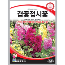 겹꽃접시꽃 씨앗 30립 꽃씨