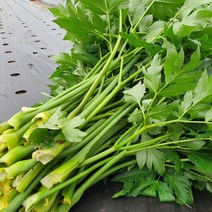 강원도 유기농 신선초 1kg 2kg, 유기농 신선초 2kg