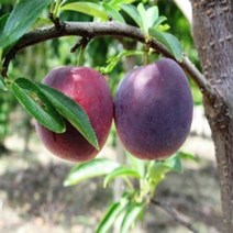 자두나무/바이오체리/접목1년(4주묶음)/묘목/kk2336