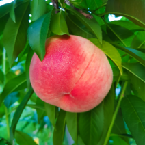 향수묘목농원 백도(딱딱이와 말랑이) 황도(아삭이와 달콤이)복숭아묘목, 황도복숭아나무