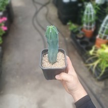 식물공장 용신목 소중품 18~25cm 49 용심목 선인장 공기정화식물 관엽식물, 1개