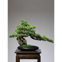 승진 개업 소나무 분재 장식 축하선물 개업 고급 화초, 소나무(오른쪽)