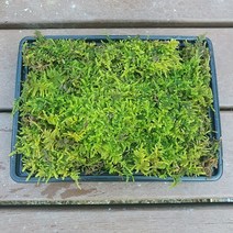 큰깃털이끼(19x15cm)/테라리움 비바리움 팔루다리움 DIY재료, 1개
