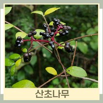산초나무 묘목 실생2년생 뿌리묘 3개