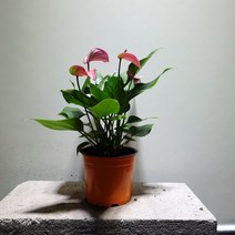 꽃백화점 안스리움핑크 소중품 35~50cm 119