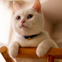 멍멍군나비양 고양이 프린세스 방울 목걸이, 블루