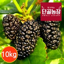 [단골농장] 내장산 토종 오디 생과 프리미엄 10kg (급냉), 단품