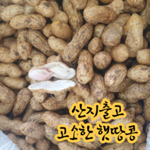 [산지출고] 국내산 경북 예천 2023년 햇땅콩 흙땅콩, 3kg, 1개