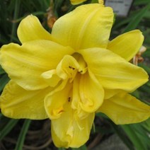 [뿌리]원추리(데이릴리)-더블 리버와이 : 2뿌리 Q213