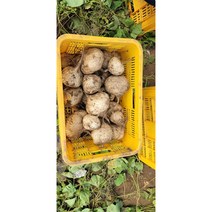 히카마 5kg 혼합 300~900g 내외