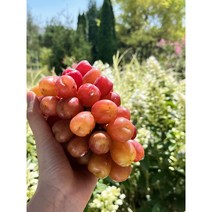 마이하트포도 김천 수출 포도 품종 예비맘 임산부 과일, 1kg, 1개