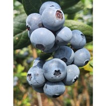 친환경 무농약 국내산 국산 블루베리 생과 생블루베리, 블루베리 대과 14-16미리