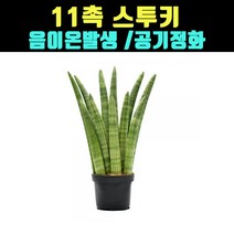 곰빵몰 11촉 스투키 음이온발생 공기정화 Sansevieria