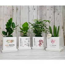 승진축하 개업 화분 영전 이사 개업 입주 생일 축하선물 카페 식당 사무실 학원 병원 오픈, 하트호야, 최고야-축하