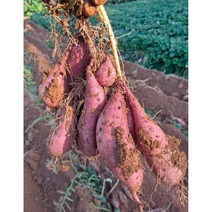 산들다온 못난이 고구마 5kg 10kg [세척or비세척 랜덤발송], 중특상 10kg 로얄사이즈