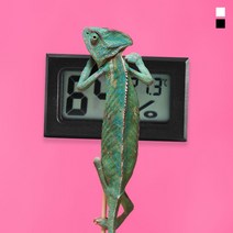 키밍 심플 디지털 온습도계 정밀 온도계 반려동물SB*1111JW, 신박세상 블랙, 신박세상 본상품선택