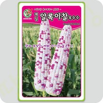 알록이찰 옥수수 씨앗 80립