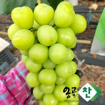 추석전 배송마감됐어요 [농가직송] GAP인증 경산 옹골찬 노지 샤인머스켓 (특품_선물용) 고당도 망고포도, 2kg 특(3수)