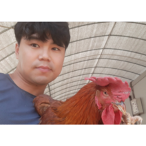 노계닭 폐계 (생닭) 특대 5마리 - 마리당 1.5kg내외