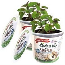 코코브라운 파릇파릇 캣그라스 재배세트, 캣닢, 4개입