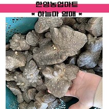 씨종자-하늘마종자 열매마종자 모종 씨앗 1KG