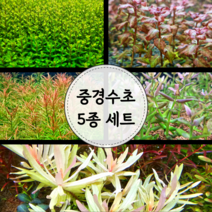 [수초마트] 중경 수초 5종 세트 (18줄기)