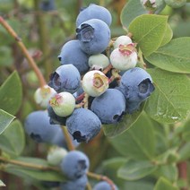 블루베리(파우더블루)7치화분(결실주)/묘목/dd2139