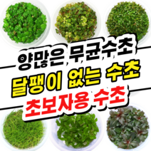 [수초스토어] 무균 컵 조직배양 수초모음전 / 구피 새우 어항 검역 쉬운 키우기 예쁜 은신처 전경 중경 후경 초보 자연 풍성한 흑사 무이탄 치어 베타 열대어, 16. 로탈라 선셋