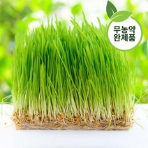 고양이 캣그라스 다자란 무농약 완제품 수경재배, 없음