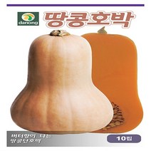 다농원예가든 땅콩호박10립