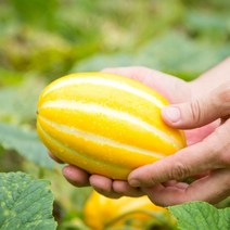 성주 정품 꿀 참외 3kg 5kg 10kg 10키로 가정용 선물용 고당도 박스포장 랜덤 소 특 로열 소과 중과 대과 못난이 하우스 참외, 06. 성주참외 3kg(로얄과/9-13과)