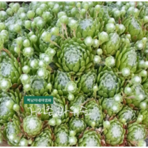 바위솔 거미줄 [4포트] (복남이네야생화 다육 모종 노지월동 다육이 다육식물 거미줄바위솔 succulent)