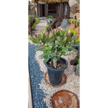 팅커벨 꽃피는염자(5년생)