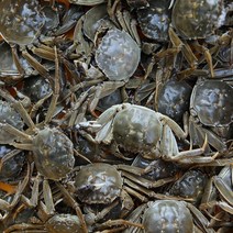 민물 참게 1kg 알가득 암컷만 (10미~15미), 냉동 민물참게 1kg(대)