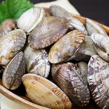 통영애찬 요리용 왕바지락1kg, 단품