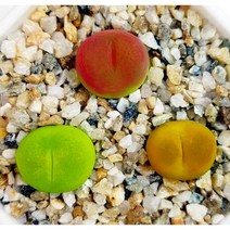 코노피튬 마우가니 1개 - 말랑말랑 젤리 (랜덤)