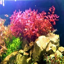 수초하우스) 루드위지아 슈퍼레드, 36줄기