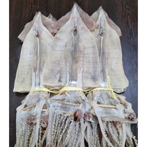 건조오징어 당일바리 10마리 750g 동해안 건오징어, 당일 마른오징어 10마리 750g