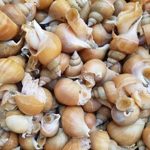 활)주문진 산지직송 살아서 받아보는 백골뱅이 소 1 kg(40-50미내외), 1개, 1kg