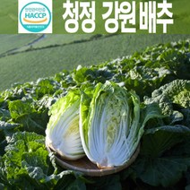 강원도 절임배추 20kg 10kg (지정일 배송), 1box, 김장배추예약 20kg