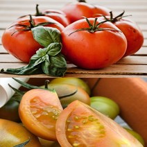 산지직송 부산대저 토마토 2.5kg 소과 (26-27개) S 당도보장 제철과일