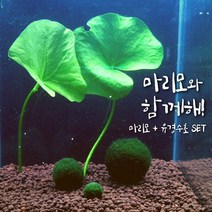 [미초 무료배송이벤트] 귀여운 마리모와 수초 세트 / 수경식물 / 새우 수초 / 모스볼 / 마리모, [추가옵션] 마리모 (소)
