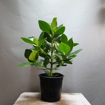 쿠루시아 크루시아 관엽식물 중품 공룡꽃식물원 50, 1개