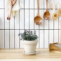 1+1 타임 키친허브 화분 세트 애플민트 딜 바질 베란다 텃밭 허브 키우기, H08.타임, H10.페파민트