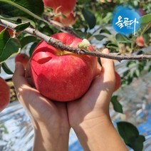 [올곧다]경북 햇 부사 가정용 흠집 사과 산지직송, 가정용흠과 10kg 대과 [24-32과내외]