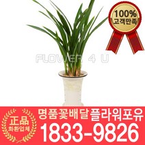[플라워포유] 산천보세 동양난 서양난 승진축하 영전축하 인사이동 개업난 선물 꽃배달 동양란 개업화분
