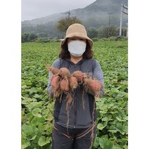 여윤농산물 오리지널 여주 고구마 꿀고구마 하루까고구마 베로니카고구마 3kg 5kg 10kg, 중 10kg